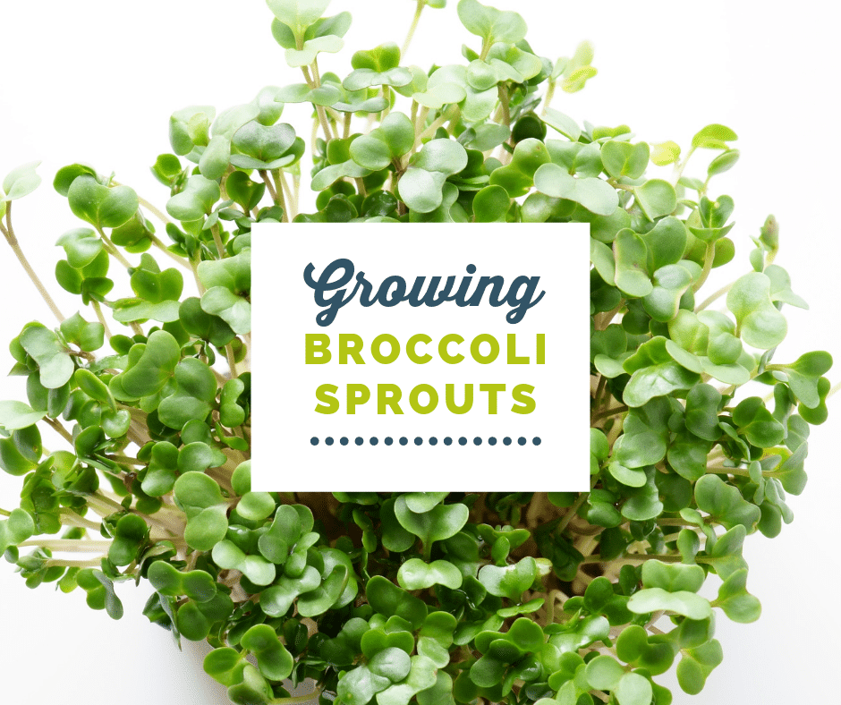 how-to-grow-broccoli-sprouts-hormonesbalance