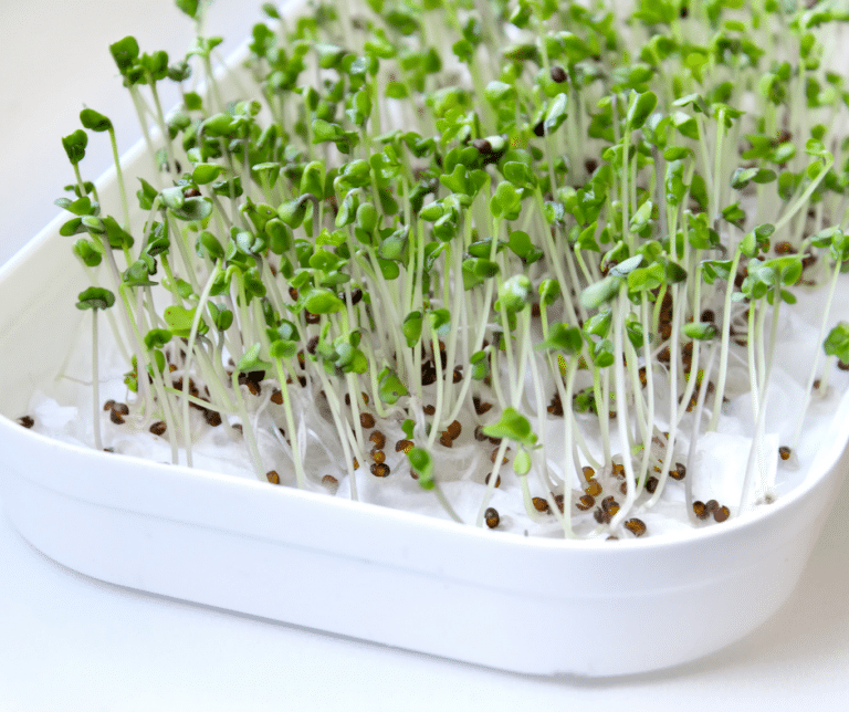 How To Grow Broccoli Sprouts HormonesBalance Com   Broccoli Sprouts New 768x644 