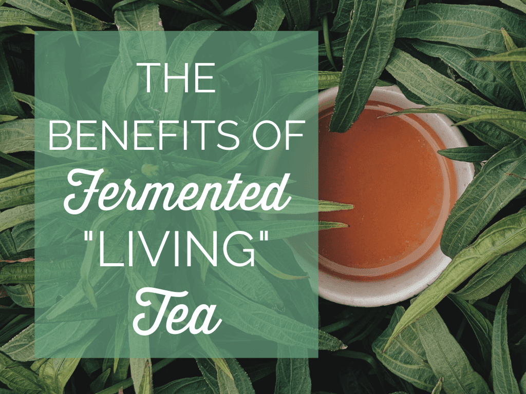 Fermented tea (also called post-fermented tea or dark tea) is a tea made from a different varietal of the tea plant, Camellia sinensis assamica. This type of tea undergoes further fermentation by specific bacteria, fungi, and yeasts over a period of 40 to 60 days or even 6 to 12 months or longer. These beneficial microbes metabolize catechins from raw Camellia sinensis assamica into black tea flavonols. Some of the rarest, most sought-after teas are fermented for a decade or more, often with a price to match. It’s similar to the wine industry, where a bottle of wine can sell for thousands of dollars.