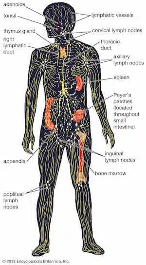 The human lymphatic system, showing the lymphatic vessels and lymphoid organs.