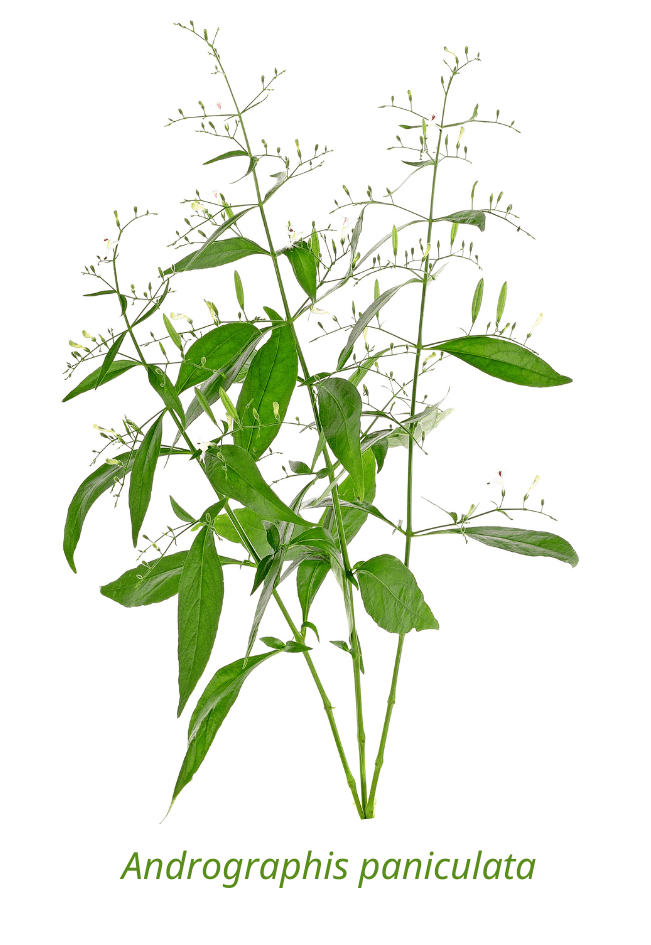 What is Andrographis? Andrographis (Latin name Andrographis paniculata) is an herb that has been used in Ayurvedic and Traditional Chinese Medicine (TCM) for centuries. 