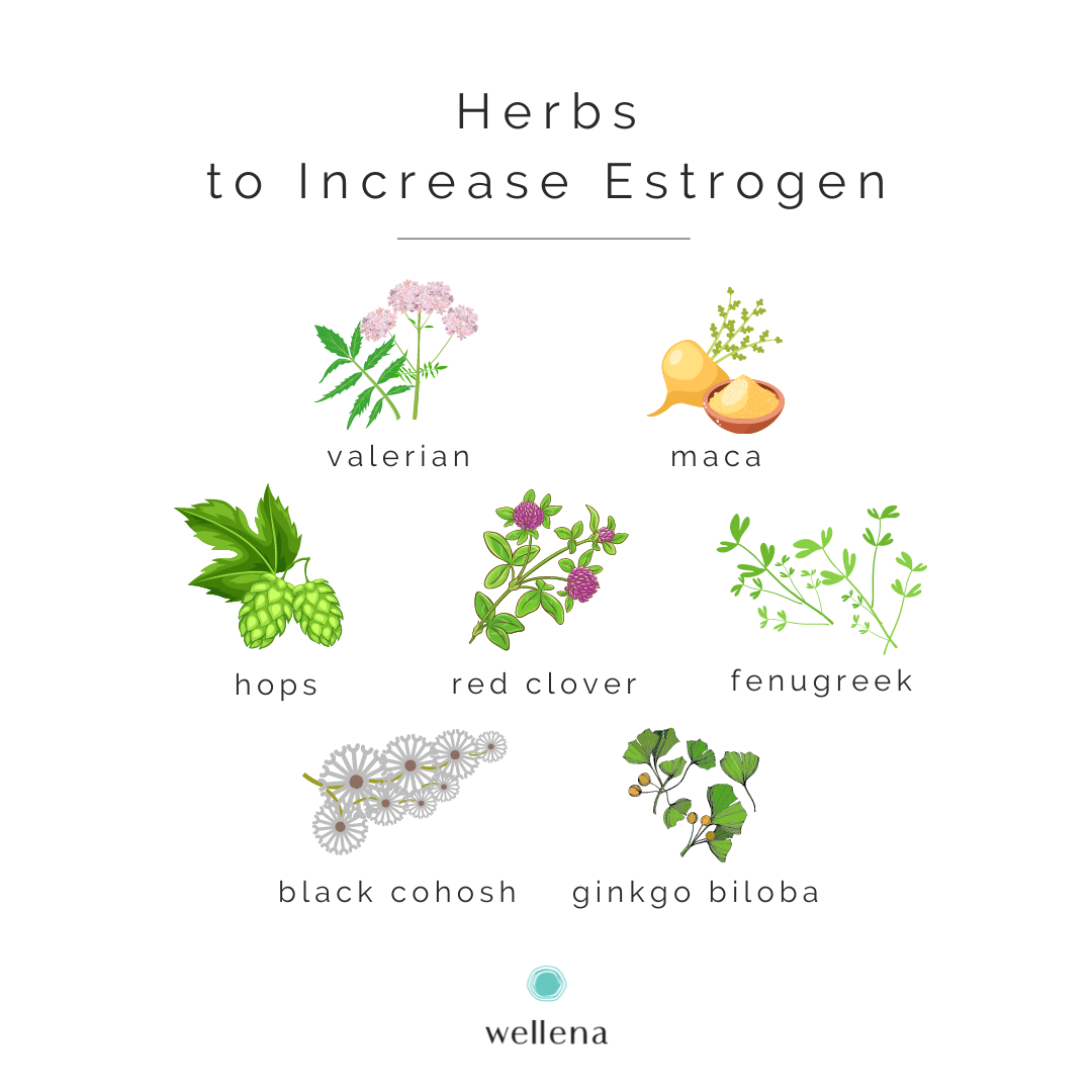 Herbs to Increase Estrogen