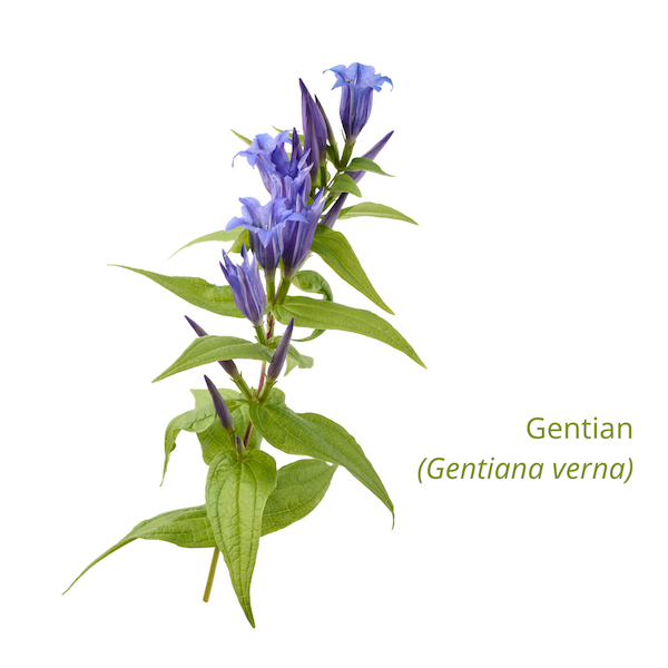 What is gentian?