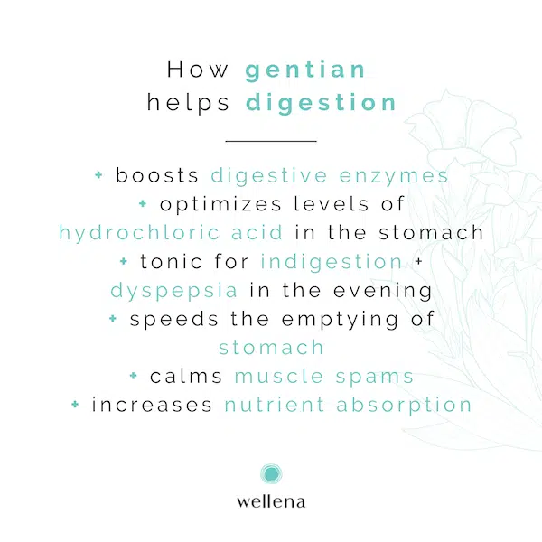 How Gentian Helps Digestion