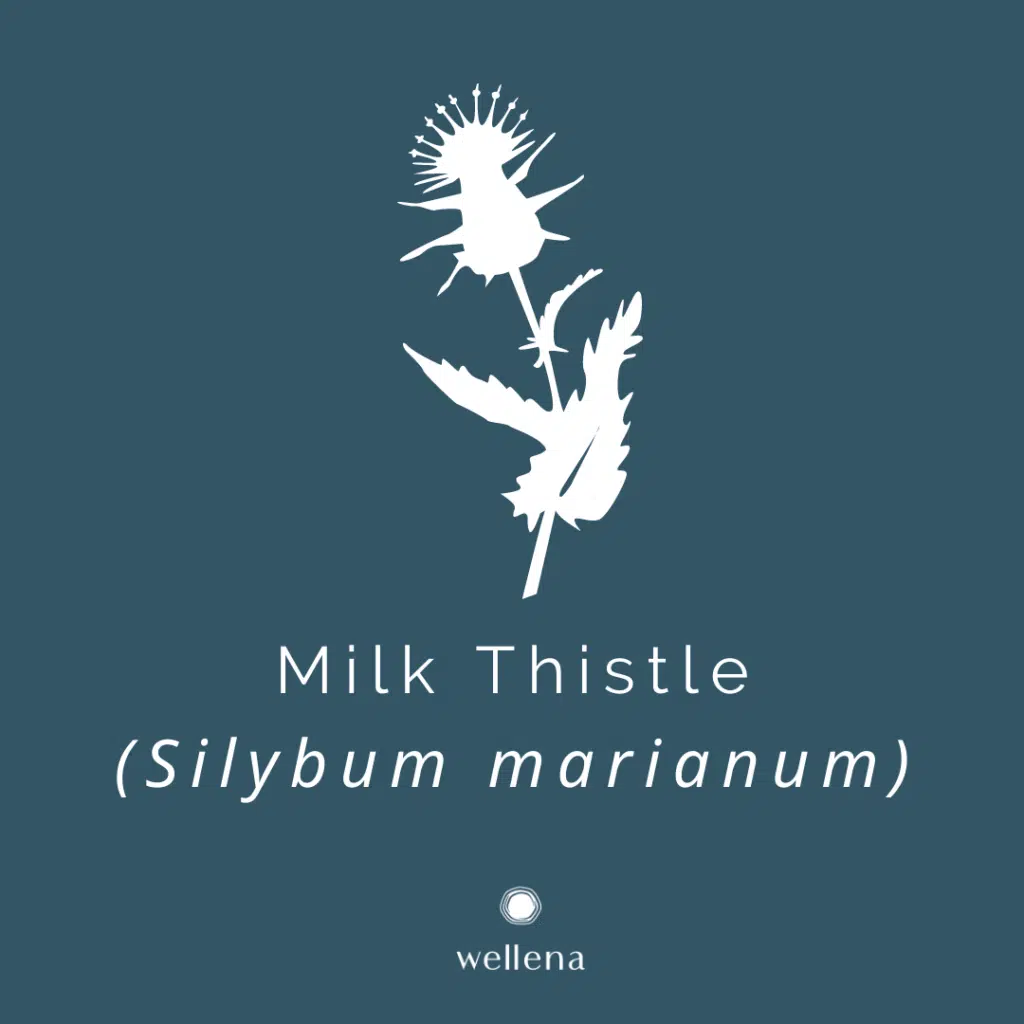 Milk Thistle