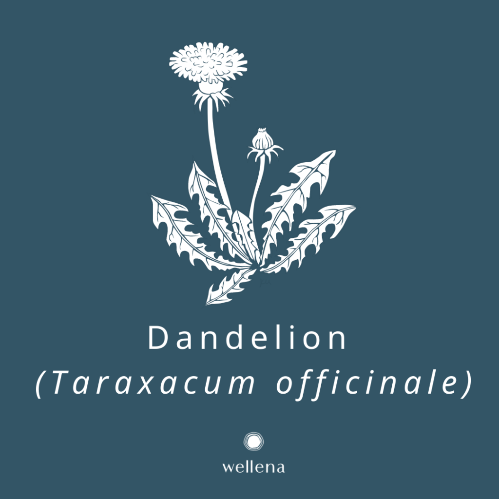 Dandelion For Liver Detox