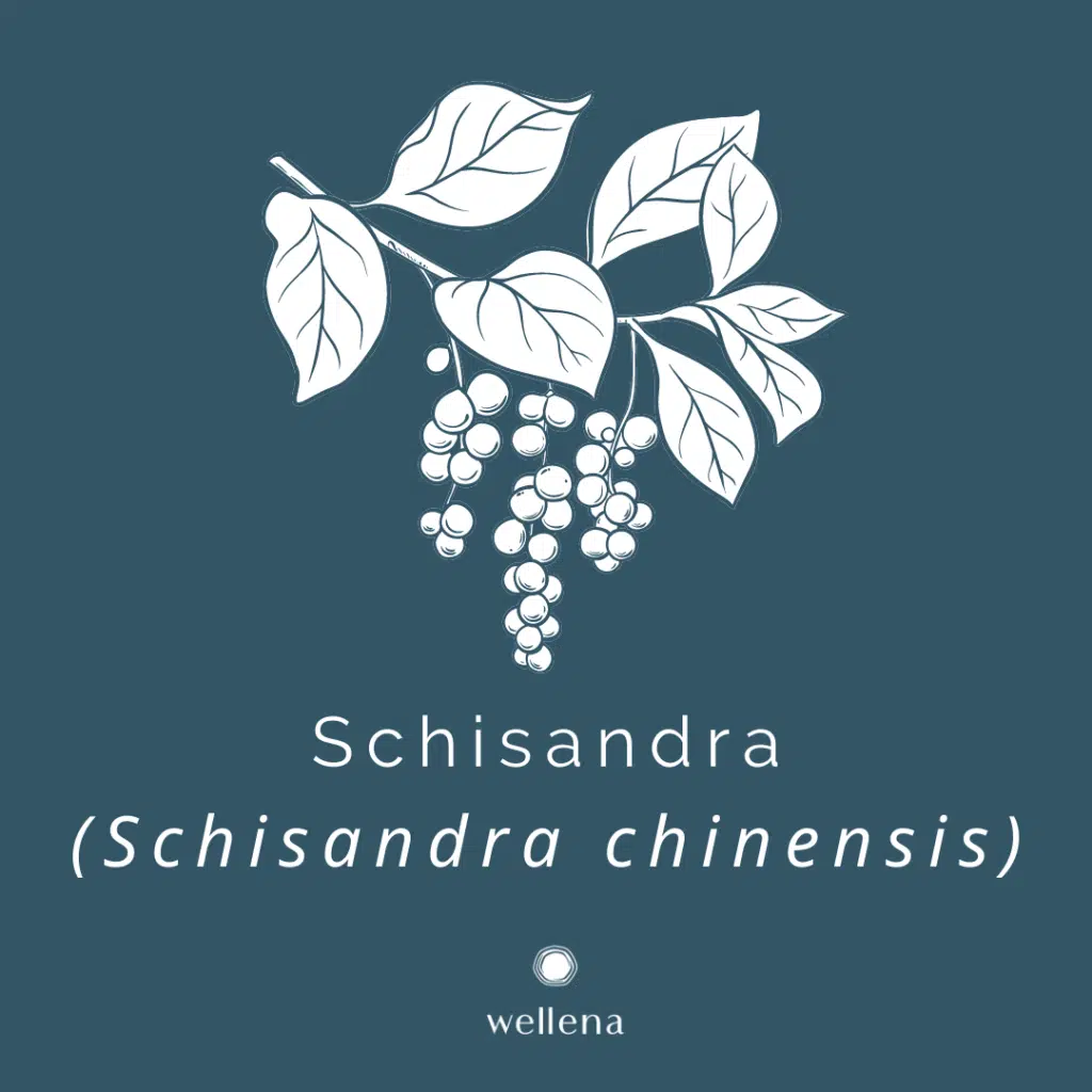 Schisandra For Liver Detox