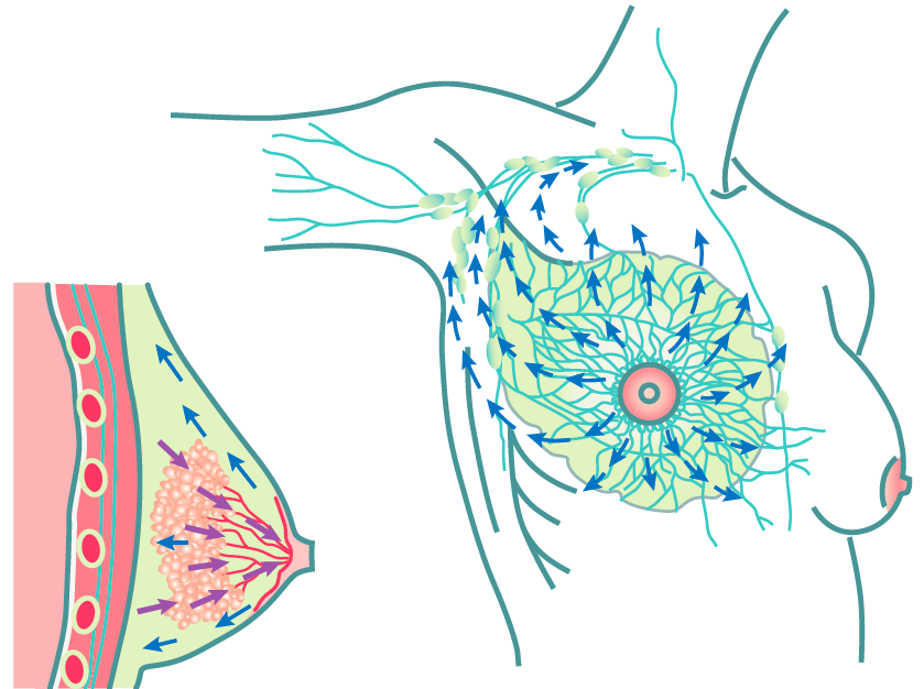 Lymphatic Breast Massage Illustration