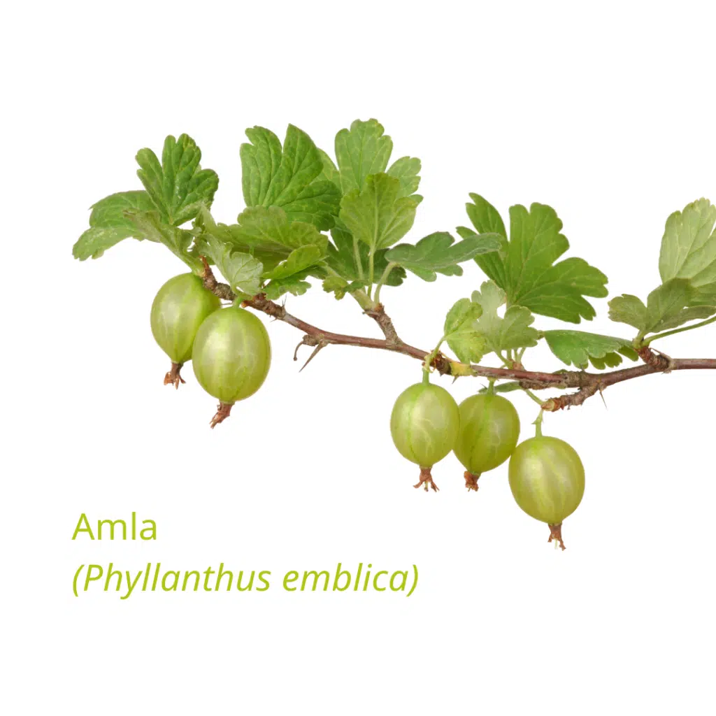 Skincare Ingredient Highlight Amla