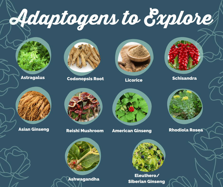 Adaptogens: What They Are And How They Can Support Hormone Balance ...