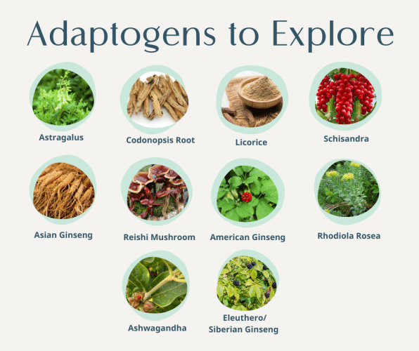 Adaptogens: What They Are And How They Can Support Hormone Balance ...