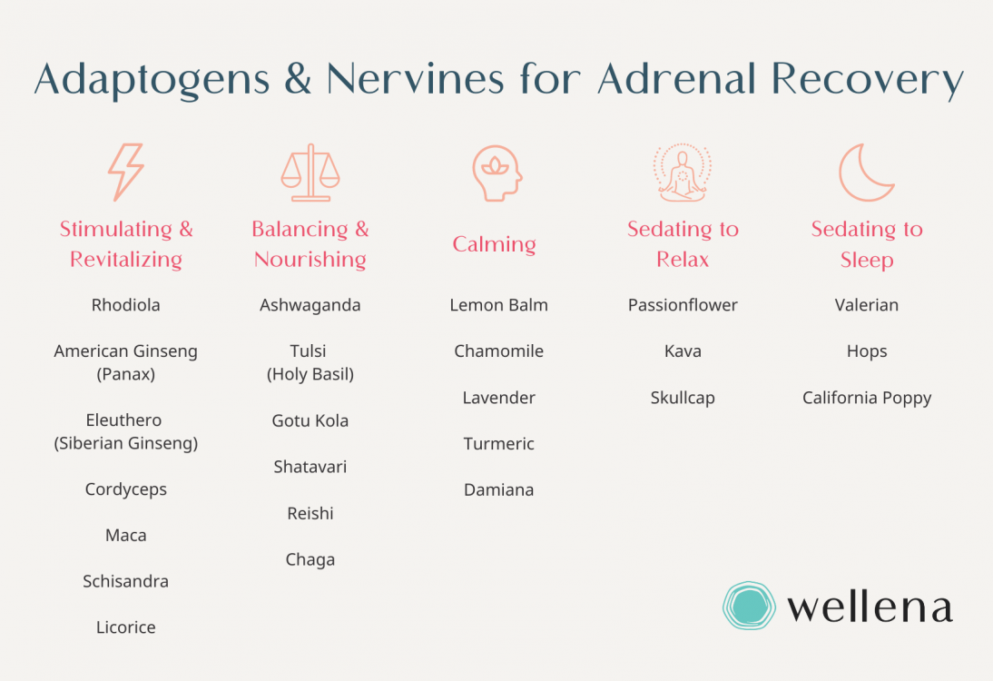 Adaptogens: What They Are And How They Can Support Hormone Balance ...