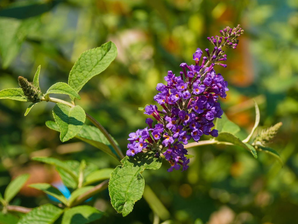 Chasteberry: Meet The Must-Have Hormone Balancing Herb For Wise Woman