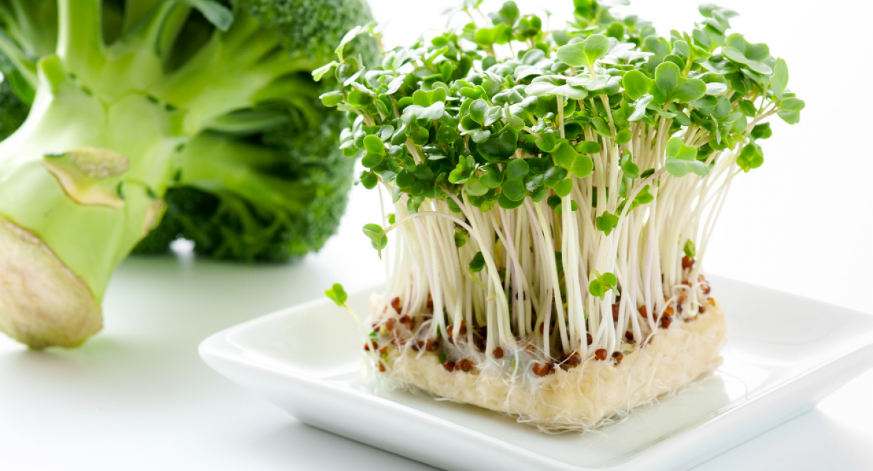 How to Grow Broccoli Sprouts