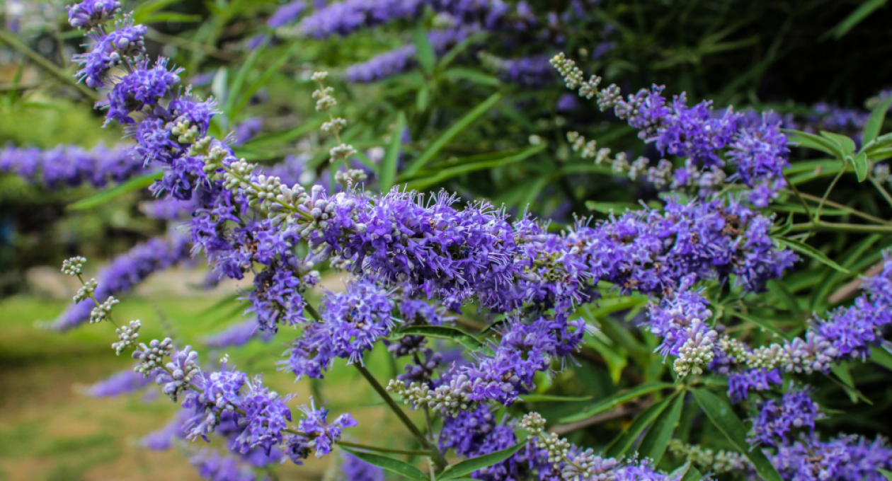 Chasteberry: Meet the Must-Have Hormone Balancing Herb for Wise Women