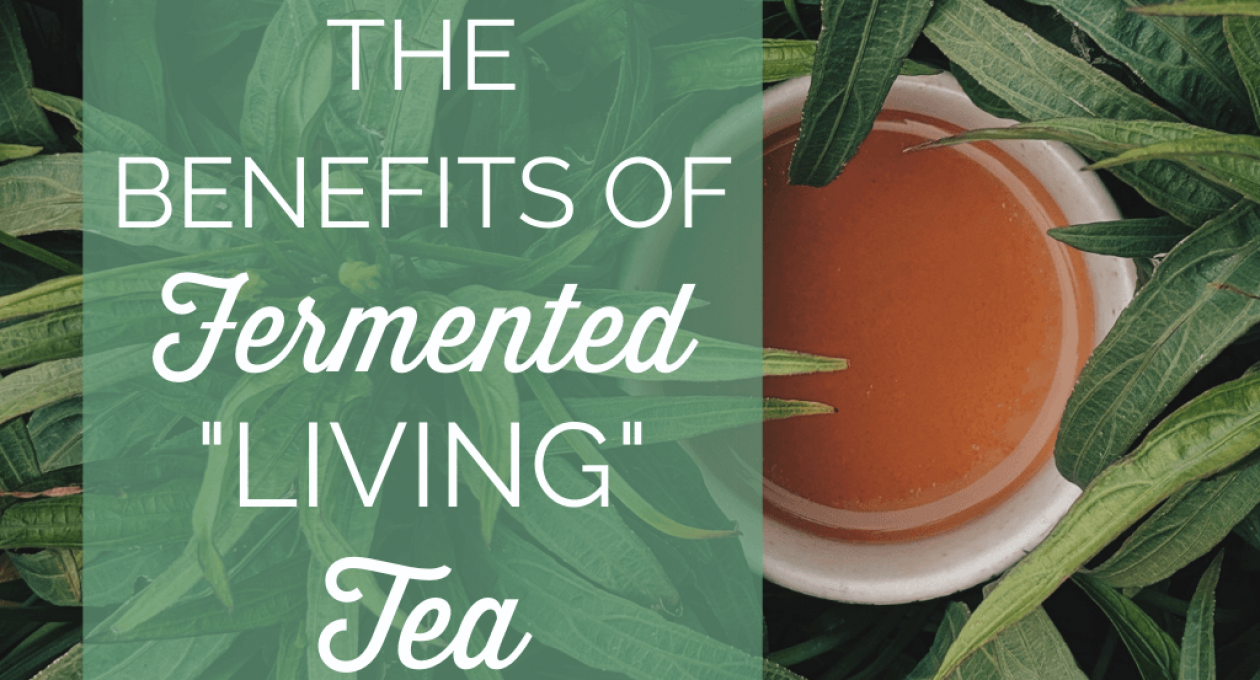 This Fermented ‘Living’ Tea Has Gut-Friendly Probiotics AND Fights Inflammation